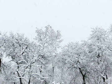 树林雪景