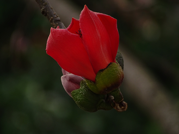 紅棉花開(kāi)