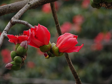 红棉花开