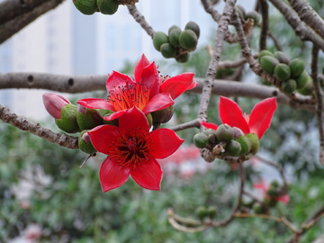 红棉花开