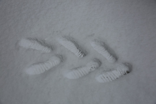 雪中脚印