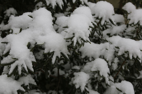 雪景