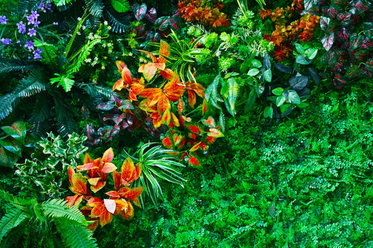 绿植花植墙