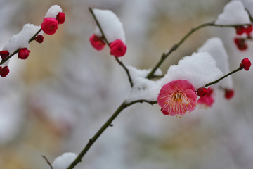 雪梅