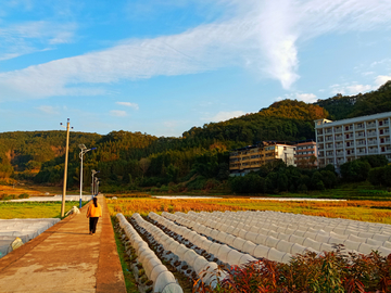 田园风光