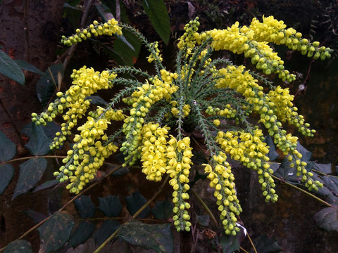 黄秧木花