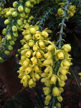 黄秧木花