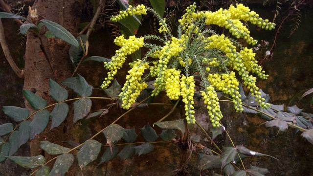 黄秧木花