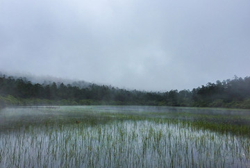 清晨浓雾中的湖泊水草秘境