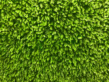 绿草背景墙