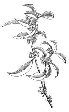 桂花