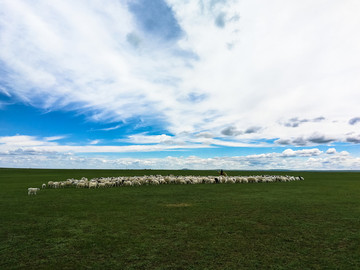 夏季草原骑马放牧羊群