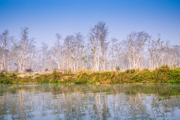 丛林河流