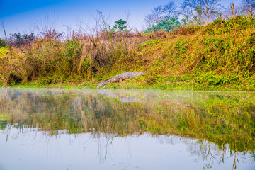 丛林河流