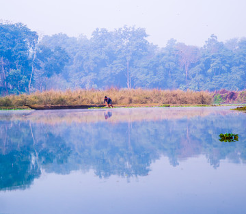 丛林河流