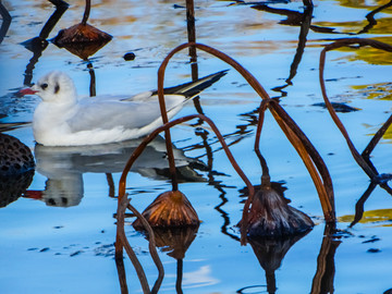 池塘海鸥