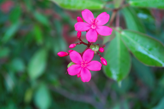 变叶珊瑚花