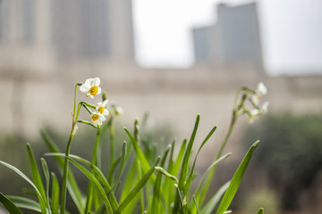 水仙花