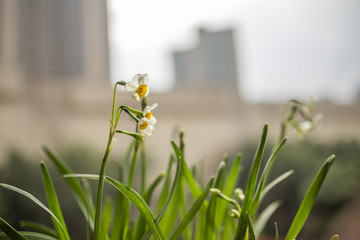 水仙花