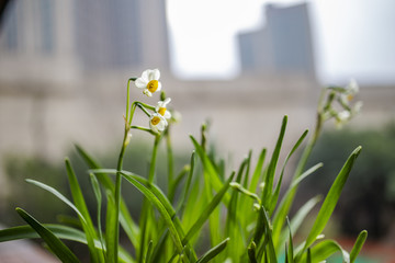 水仙花