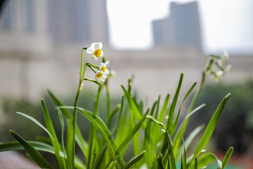 水仙花