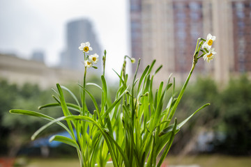 水仙花