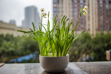 水仙花