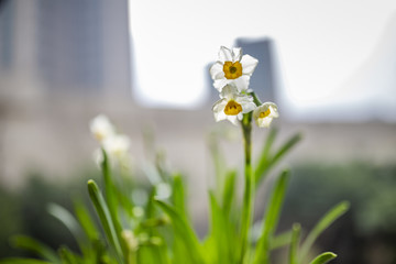 水仙花