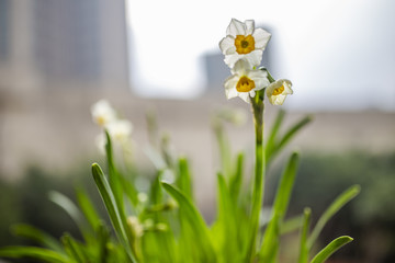 水仙花