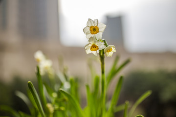 水仙花