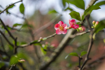 海棠花