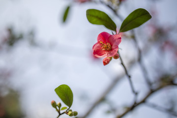 海棠花