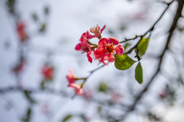 红色的海棠花