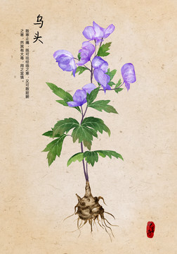 烏頭