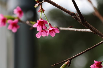 福建山樱