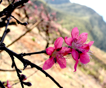 桃花