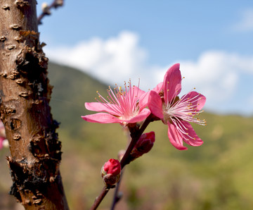 桃花