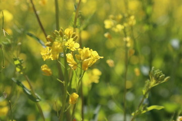 油菜