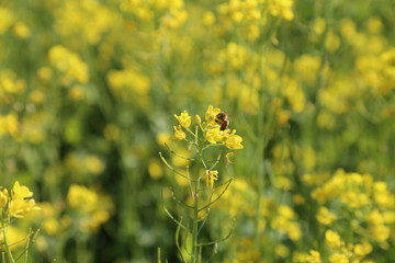 油菜