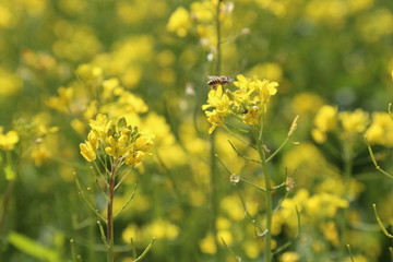 油菜