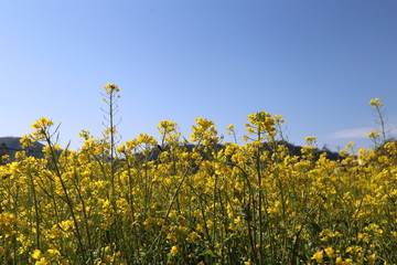 油菜