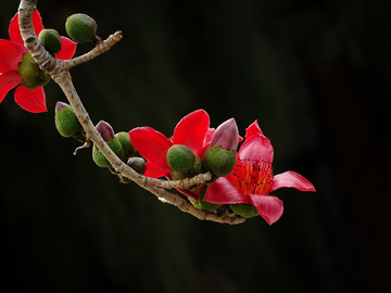 红棉花开