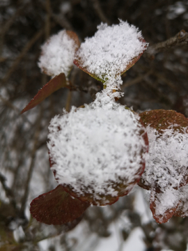 树叶积雪