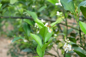 采蜜