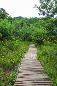 千山桃花溪谷木板山路与山林