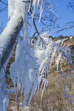千山云潭景区树干上吊着的条冰挂