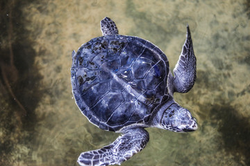 斯里兰卡海龟孵化场残疾海龟