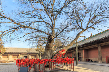 双林寺的古树