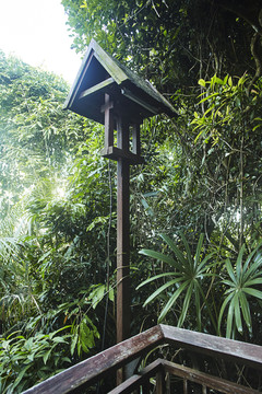 热带雨林内的路灯
