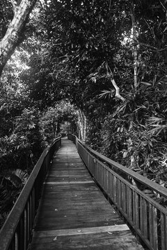 热带雨林内的木栈道